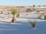 [Cliquez pour agrandir : 94 Kio] White Sands - Plants in the dunes.