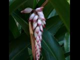 [Cliquez pour agrandir : 56 Kio] Rio de Janeiro - Le jardin botanique : fleur en grappe.