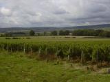 [Cliquez pour agrandir : 86 Kio] Bourgogne - Vignes.