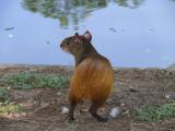 [Cliquez pour agrandir : 78 Kio] Rio de Janeiro - Le parc Campo de Santana : agouti.