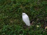 [Cliquez pour agrandir : 151 Kio] Rio de Janeiro - La lagune : aigrette.