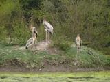 [Cliquez pour agrandir : 202 Kio] Bharatpur - Le Keoladeo Ghana National Park : marabouts.