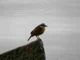 [Cliquez pour agrandir : 36 Kio] Rio de Janeiro - La lagune : oiseau.