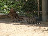 [Cliquez pour agrandir : 109 Kio] Lyon - Le parc de la Tête-d'Or : serval.