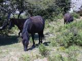 [Cliquez pour agrandir : 175 Kio] Pays Basque - Pottok.