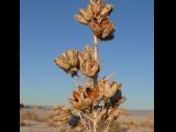 [Cliquez pour agrandir : 63 Kio] White Sands - Flowering plant in the dunes: detail.