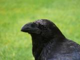 [Cliquez pour agrandir : 50 Kio] London - A raven from the Tower of London.