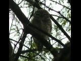 [Cliquez pour agrandir : 171 Kio] Bharatpur - Le Keoladeo Ghana National Park : chouette.