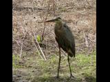 [Cliquez pour agrandir : 191 Kio] Louisiana - Heron in a bayou.