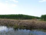 [Cliquez pour agrandir : 83 Kio] Louisiana - The bayous: general view.