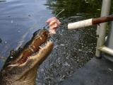 [Cliquez pour agrandir : 107 Kio] Louisiana - Alligator feeding in a bayou.