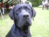 [Cliquez pour agrandir : 82 Kio] Doubs - Chien : Labrador.