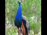 [Cliquez pour agrandir : 111 Kio] Austin - Mayfield Preserve: peafowl.