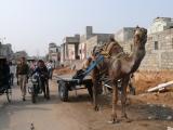 [Cliquez pour agrandir : 125 Kio] Jaipur - Dromadaire dans la rue.