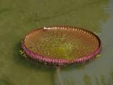 [Cliquez pour agrandir : 64 Kio] Rio de Janeiro - Le jardin botanique : nénuphare.