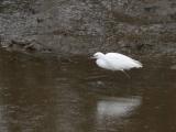 [Cliquez pour agrandir : 97 Kio] Gujan-Mestras - Le port : aigrette.