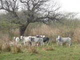 [Cliquez pour agrandir : 212 Kio] Bharatpur - Le Keoladeo Ghana National Park : vaches.