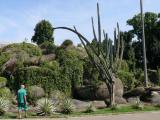 [Cliquez pour agrandir : 139 Kio] Rio de Janeiro - Le parc Campo de Santana : cactus.