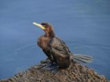 [Cliquez pour agrandir : 53 Kio] Rio de Janeiro - La lagune : cormoran.