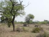 [Cliquez pour agrandir : 166 Kio] Bharatpur - Le Keoladeo Ghana National Park.