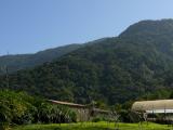 [Cliquez pour agrandir : 91 Kio] Rio de Janeiro - Le jardin botanique : la forêt atlantique.