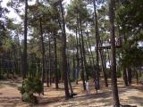 [Cliquez pour agrandir : 161 Kio] Anglet - Parcours dans les pins de la forêt de Chiberta.