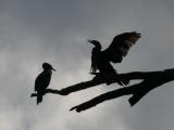 [Cliquez pour agrandir : 31 Kio] Rio de Janeiro - La lagune : cormorans.