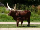 [Cliquez pour agrandir : 129 Kio] Lyon - Le parc de la Tête-d'Or : zébus « watusi ».