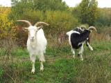 [Cliquez pour agrandir : 234 Kio] Villepinte - Aulnay-sous-Bois - Le parc du Sausset : chèvres.