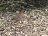 [Cliquez pour agrandir : 176 Kio] Bharatpur - Le Keoladeo Ghana National Park : oiseau.