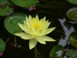 [Cliquez pour agrandir : 53 Kio] Austin - Mayfield Preserve: water lily flower.