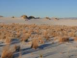 [Cliquez pour agrandir : 82 Kio] White Sands - Plants in the dunes.
