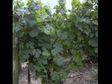 [Cliquez pour agrandir : 111 Kio] Rouvres-les-Vignes - Vignes.