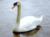 [Cliquez pour agrandir : 73 Kio] Dordogne - Cygne tuberculé (Cygnus olor).