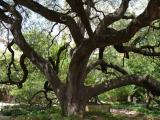 [Cliquez pour agrandir : 182 Kio] San Antonio - The Alamo: the Live Oak.