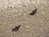 [Cliquez pour agrandir : 146 Kio] Austin - Turkey vultures near Lago Vista.