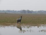 [Cliquez pour agrandir : 87 Kio] Bharatpur - Le Keoladeo Ghana National Park : antilope.