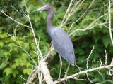 [Cliquez pour agrandir : 94 Kio] Louisiana - Little blue heron (Egretta caerulea) in a bayou.