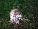 [Cliquez pour agrandir : 110 Kio] Louisiana - Raccoon in a bayou.