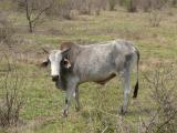 [Cliquez pour agrandir : 229 Kio] Bharatpur - Le Keoladeo Ghana National Park : vache.