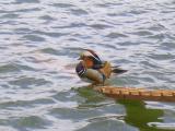 [Cliquez pour agrandir : 108 Kio] Autriche : Vienne - Canard mandarin.