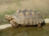 [Cliquez pour agrandir : 93 Kio] Lyon - Le parc de la Tête-d'Or : tortue.