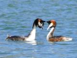 [Cliquez pour agrandir : 109 Kio] La Courneuve - Le parc Georges-Valbon : couple de grèbes.