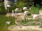 [Cliquez pour agrandir : 148 Kio] Lyon - Le parc de la Tête-d'Or : flamands roses.