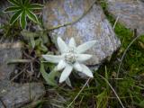[Cliquez pour agrandir : 88 Kio] Savoie - Edelweiss (Leontopodium alpinum).