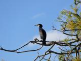 [Cliquez pour agrandir : 156 Kio] La Courneuve - Le parc Georges-Valbon : cormoran.