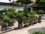 [Cliquez pour agrandir : 139 Kio] Nantong - Langshan : jardin.