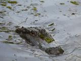 [Cliquez pour agrandir : 90 Kio] Louisiana - Alligator in a bayou.